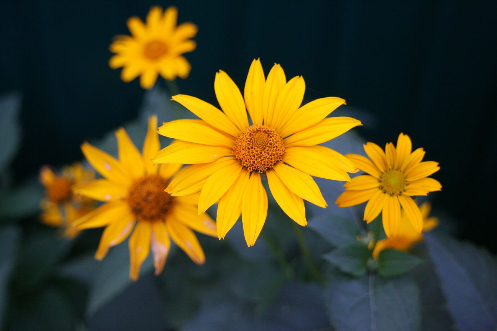Canon EOS-1D Mark II N sample photo. Yellow, flower, in the photography