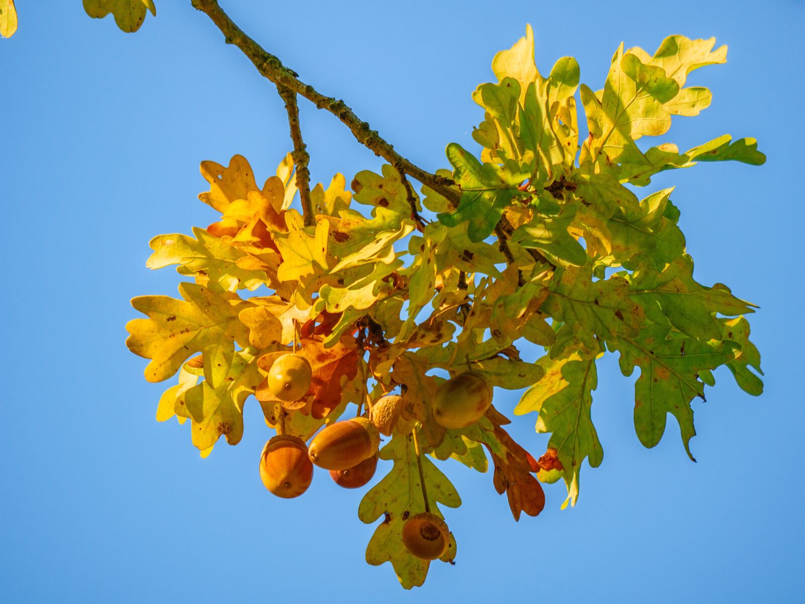 LUMIX G VARIO 100-300/F4.0-5.6II sample photo. Leaves, fall color, bright photography