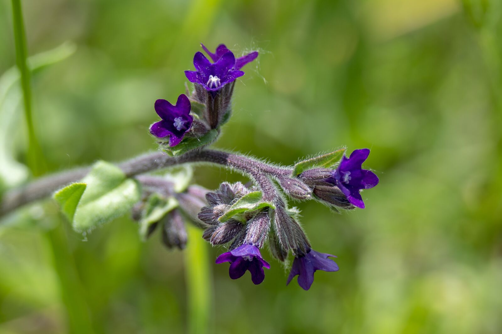 Nikon D5300 sample photo. Macro, flower, wildflower photography