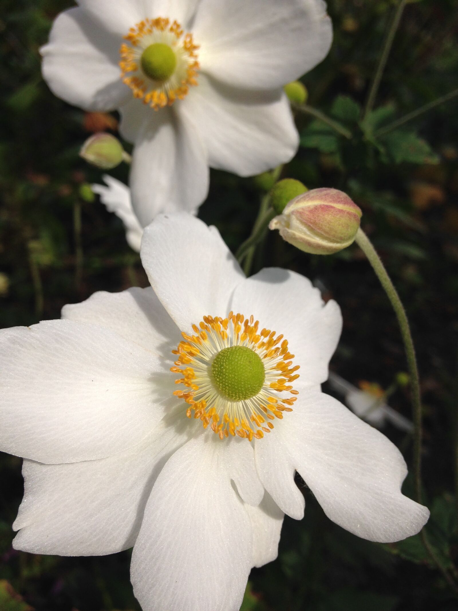 iPhone 5c back camera 4.12mm f/2.4 sample photo. Fall anemone, white, garden photography
