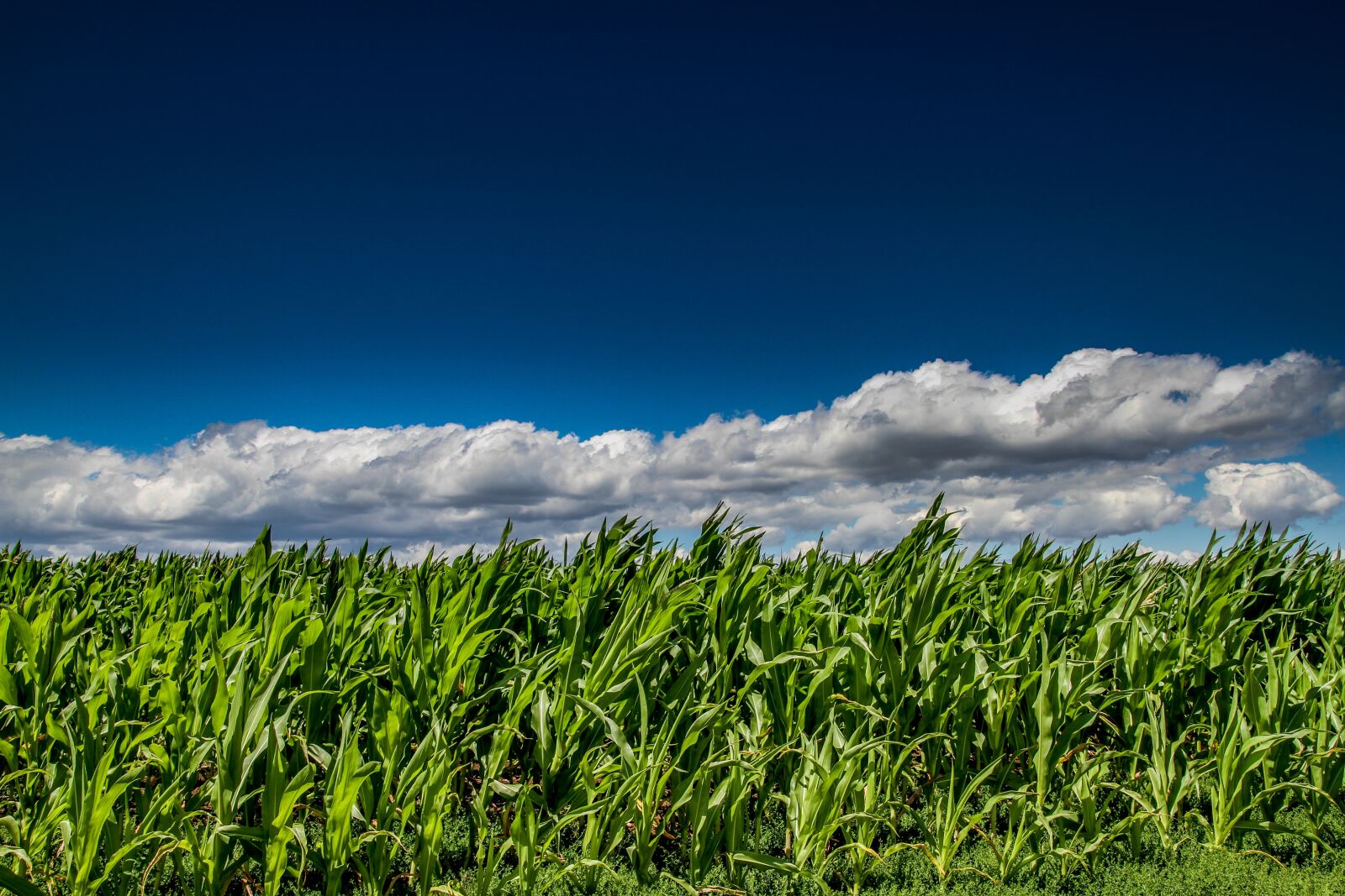Canon EOS 7D sample photo. Cornfield, field, harvest photography