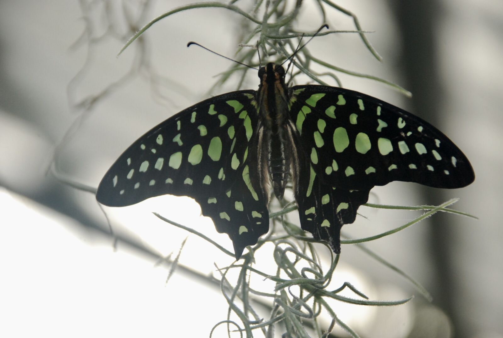 Nikon D80 sample photo. Butterfly, exotic, nature photography