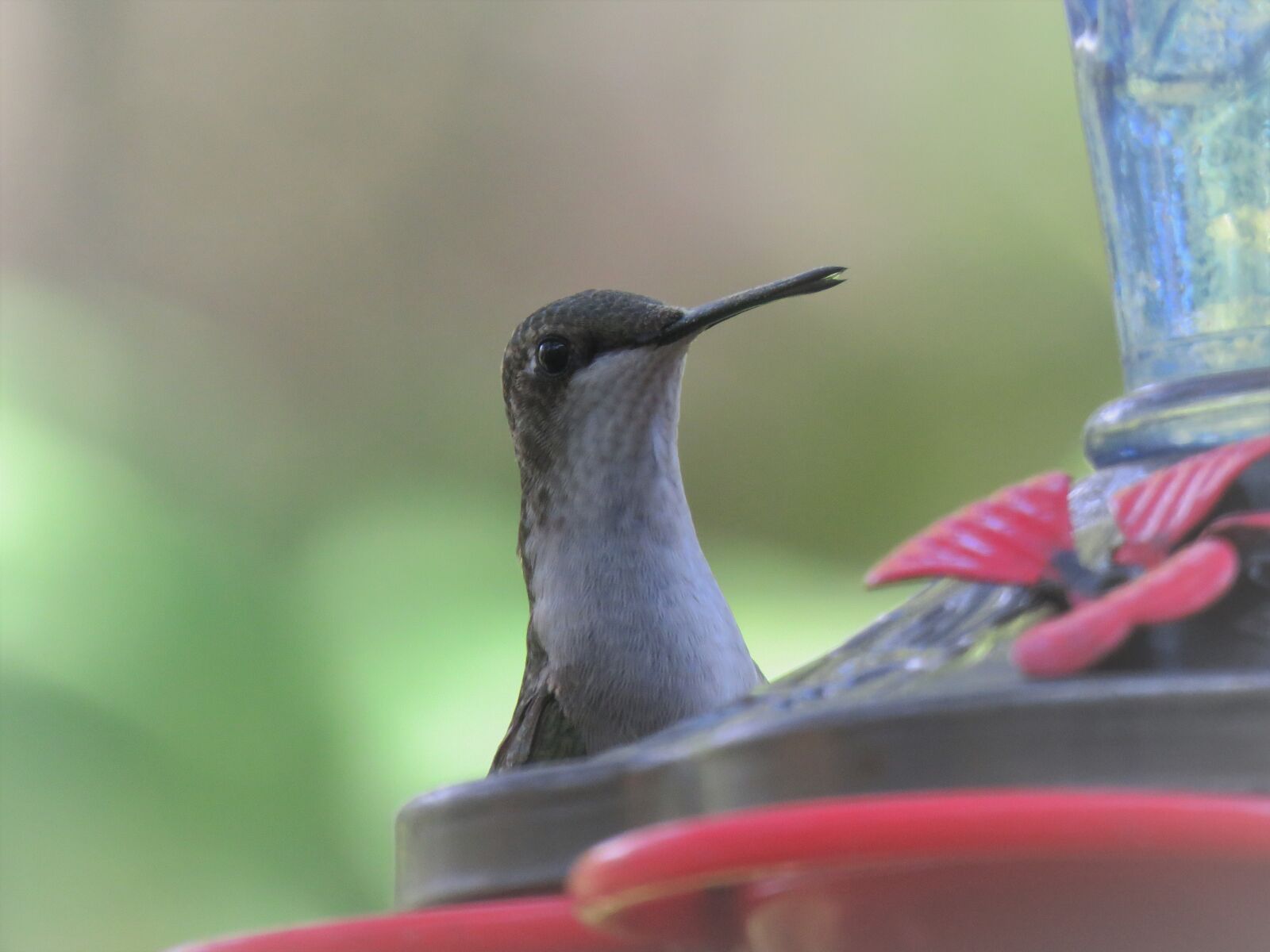 Canon PowerShot SX60 HS sample photo. Bird, hummingbird, close up photography