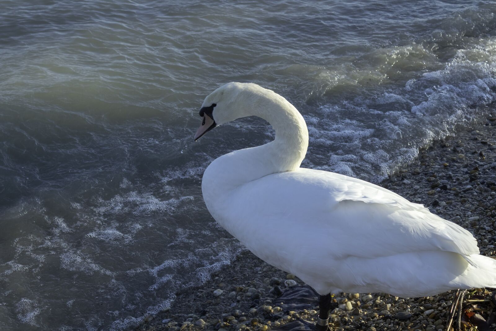 Canon EOS 1300D (EOS Rebel T6 / EOS Kiss X80) sample photo. Swan, cam, water bird photography