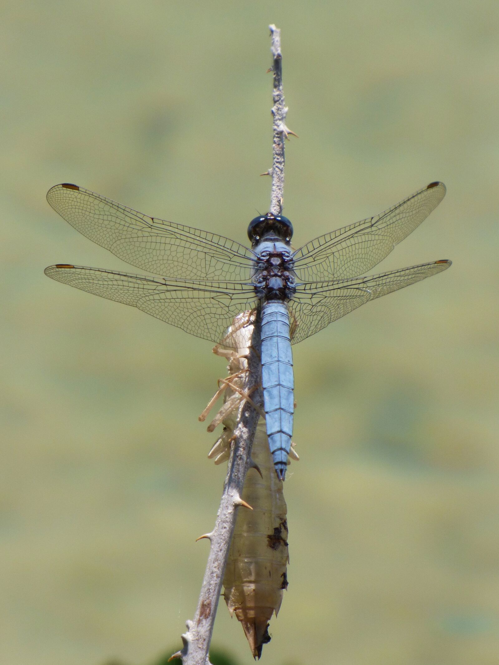 Panasonic Lumix DMC-FZ70 sample photo. Orthetrum coerulescens, blue dragonfly photography