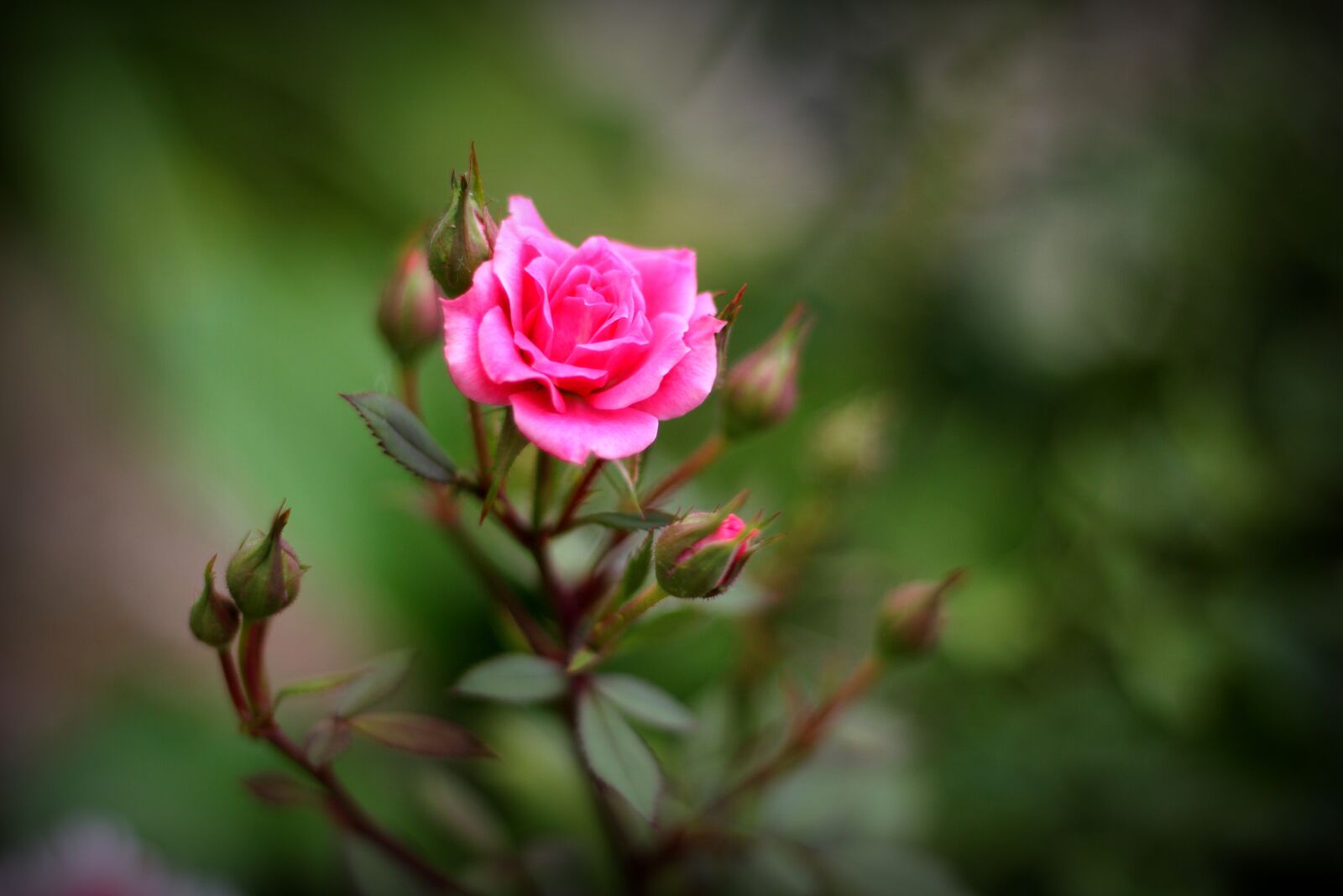 Canon EOS 600D (Rebel EOS T3i / EOS Kiss X5) + Canon EF 50mm F1.8 II sample photo. Rose, garden, pink photography