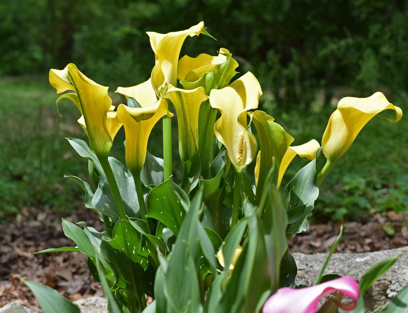 Nikon D3300 sample photo. Calla lily, flower, blossom photography