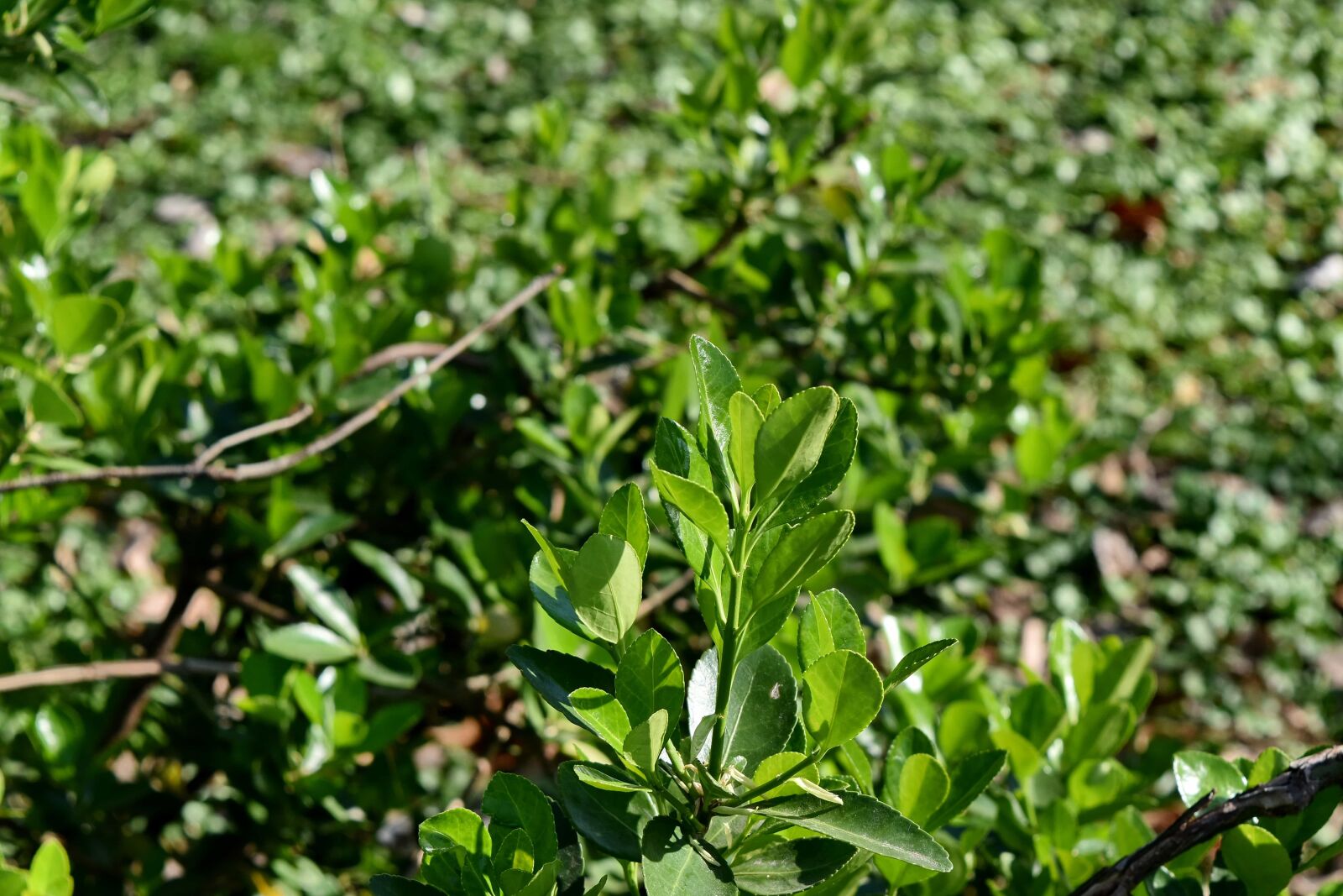 Nikon D5500 sample photo. Green leaves, shrub, tree photography