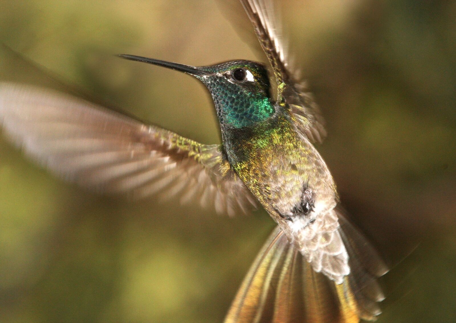 Canon EOS 350D (EOS Digital Rebel XT / EOS Kiss Digital N) sample photo. Hummingbird, flying, portrait photography