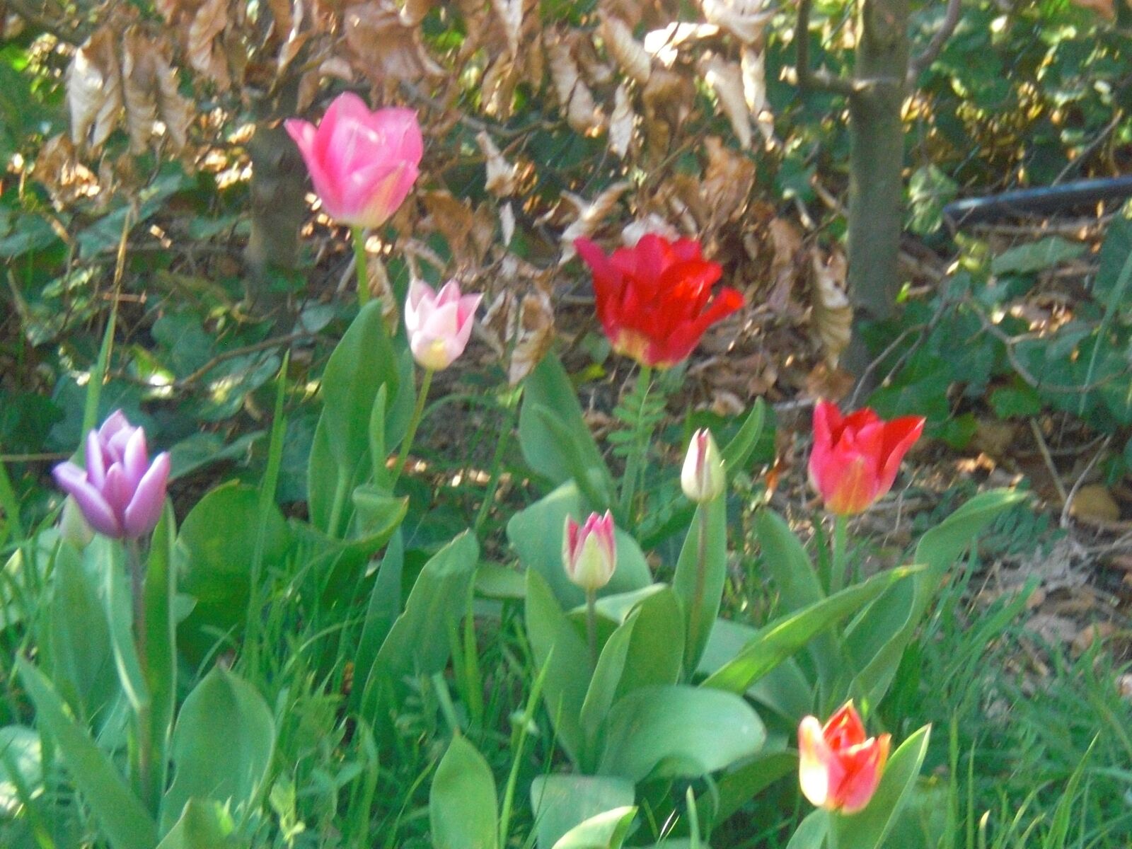CASIO EX-Z80 sample photo. Red, purple, tulips photography