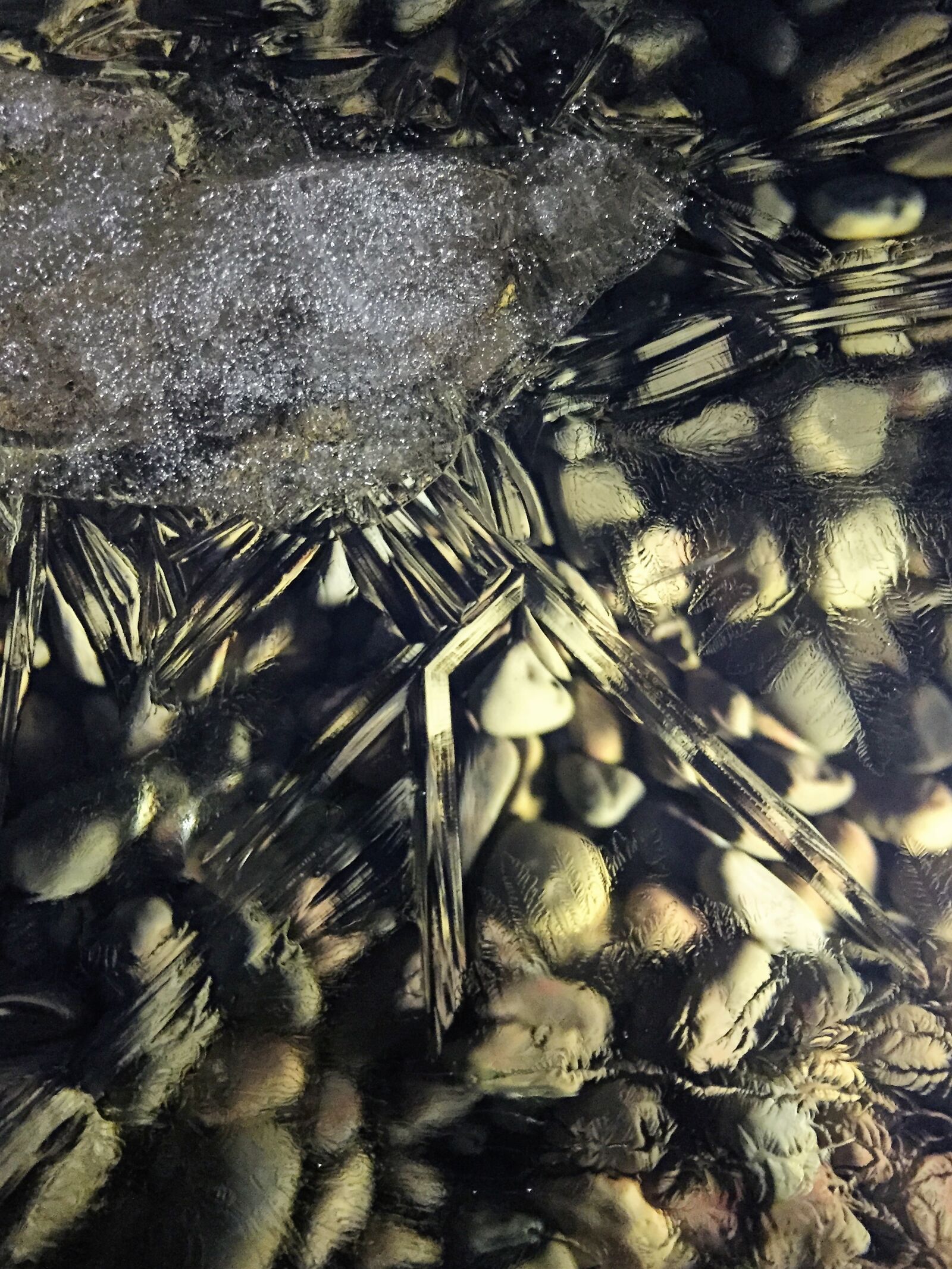Apple iPhone 6 sample photo. Pond, ice, frozen photography