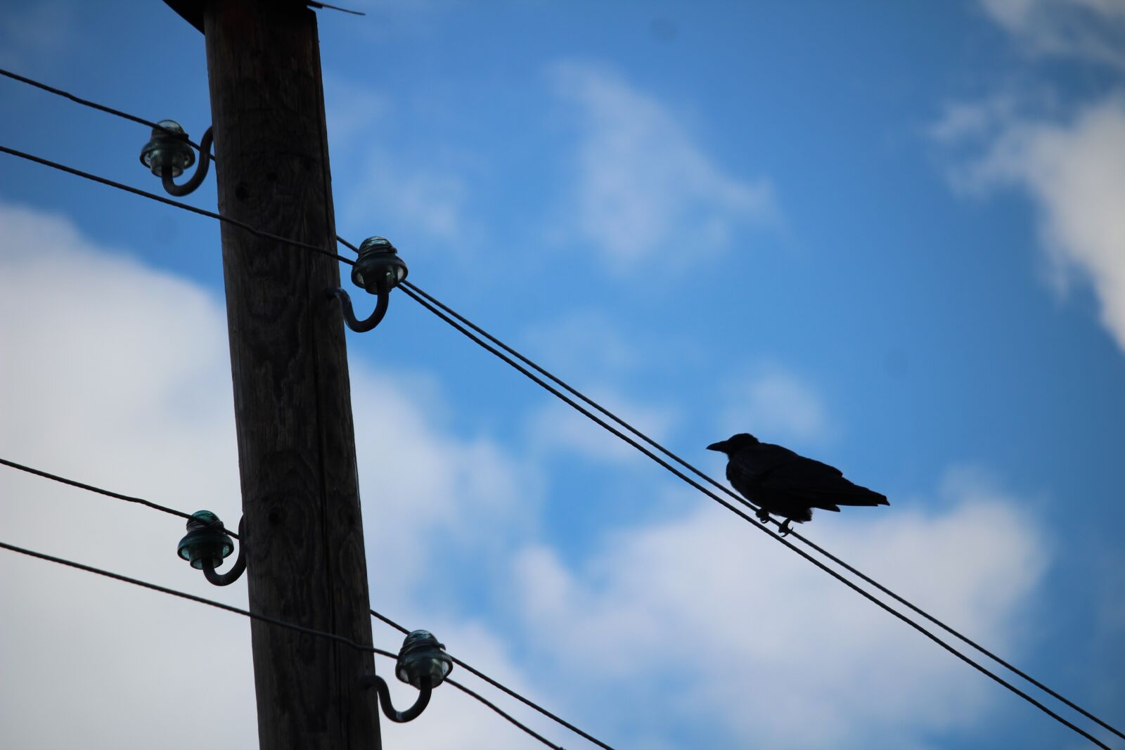 Canon EOS 1300D (EOS Rebel T6 / EOS Kiss X80) sample photo. Bird, air cable, sky photography