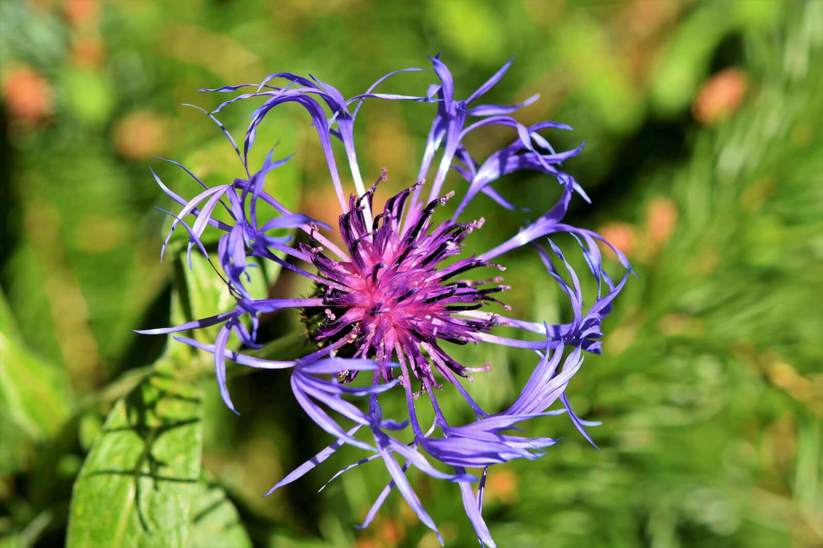 Nikon D7200 sample photo. Alpine cornflower, centaurea montana photography