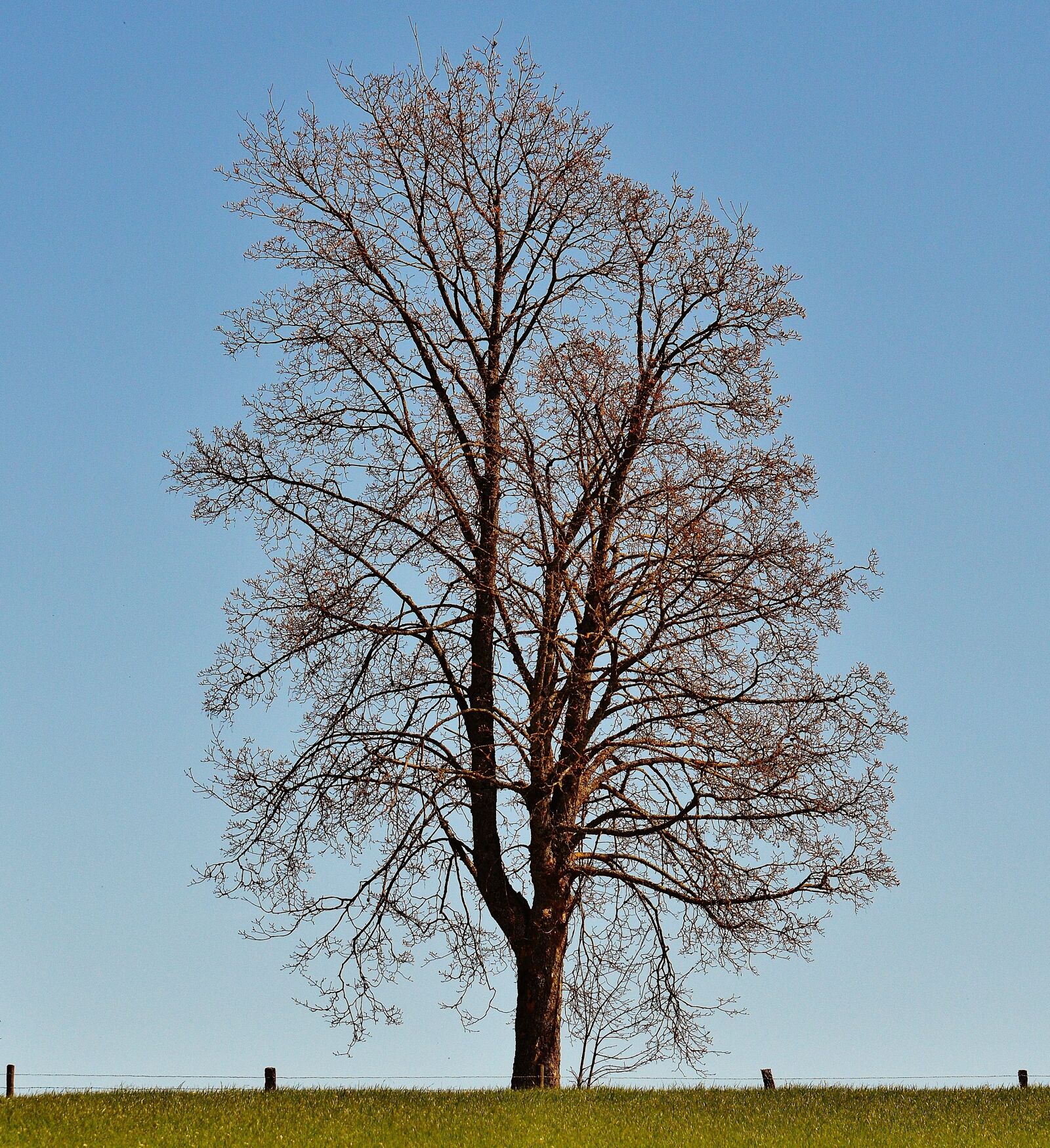 Nikon D3200 sample photo. Tree, meadow, nature photography
