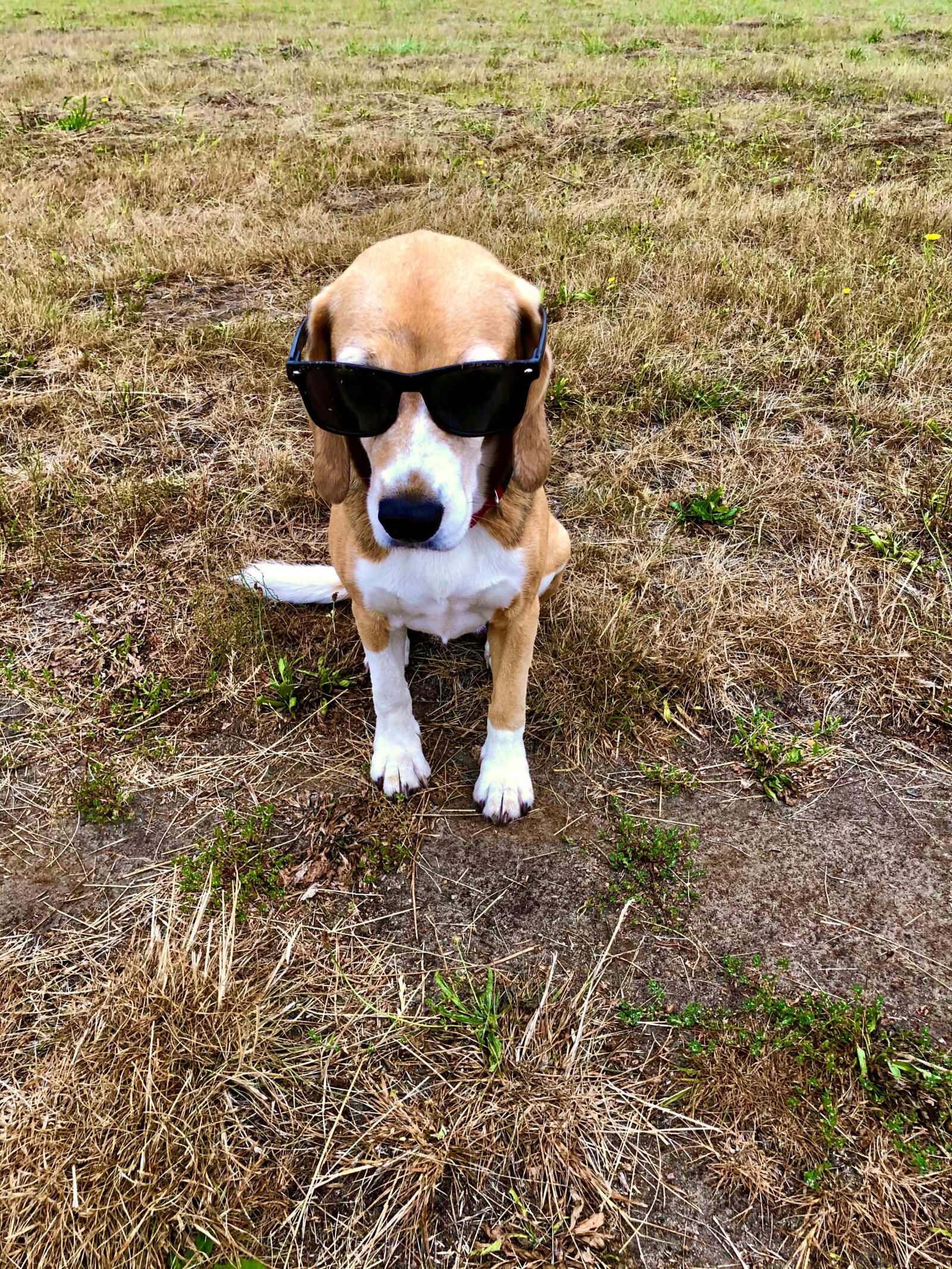 Apple iPhone X sample photo. Dog, beagle, sunglasses photography