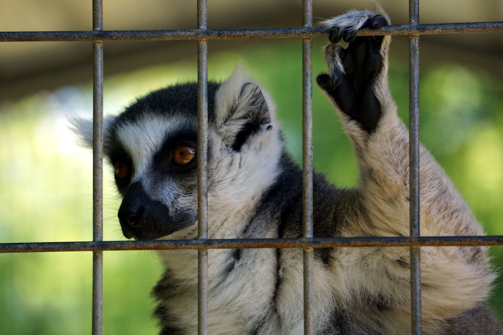 Sony E 55-210mm F4.5-6.3 OSS sample photo. Primate, lemur, mammal photography