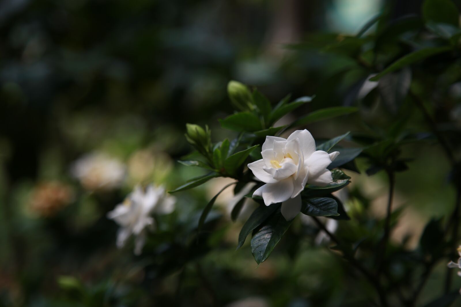 Canon EOS 6D + Canon EF 24-105mm F4L IS USM sample photo. Gardenia, nature, plants photography