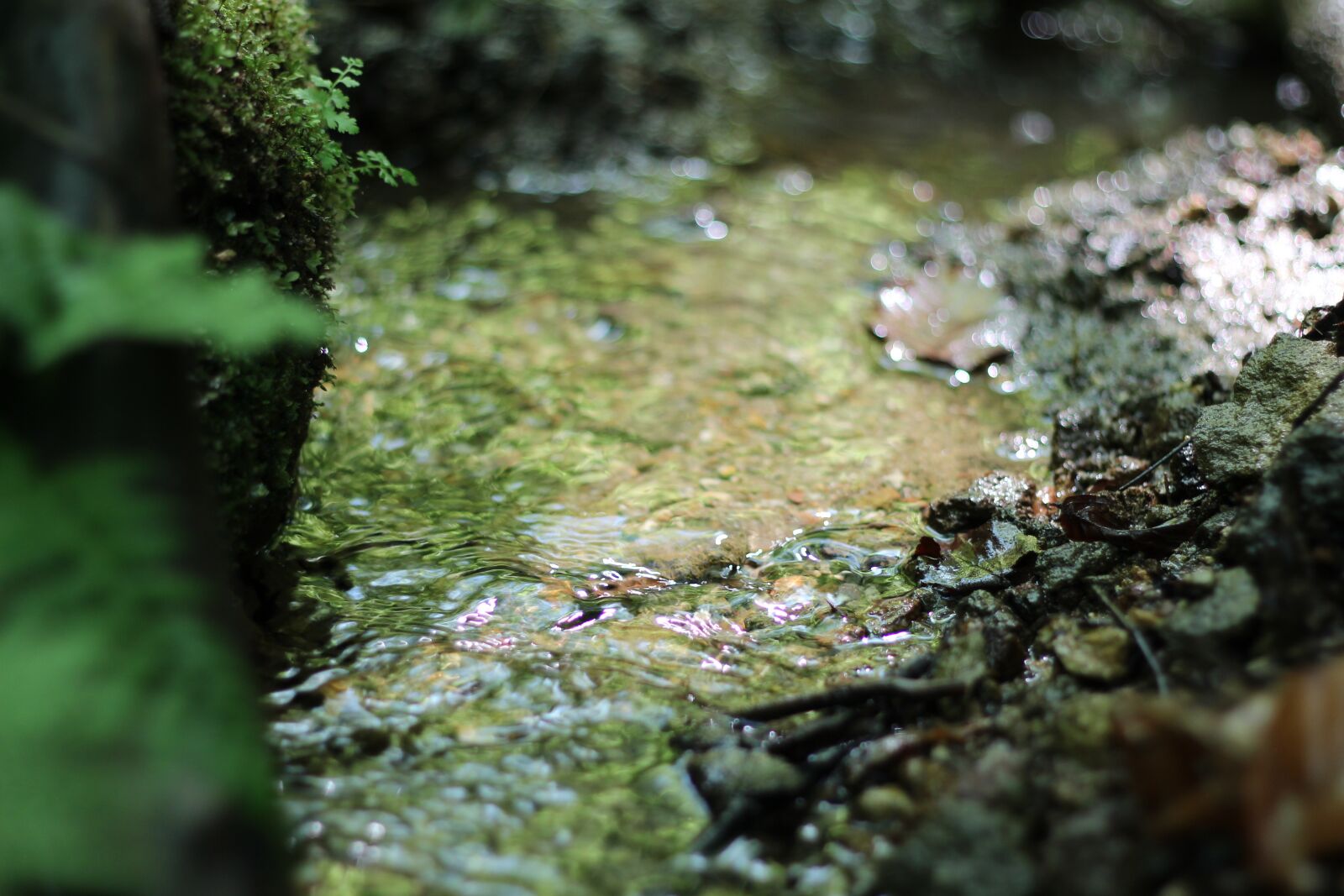 Canon EOS 650D (EOS Rebel T4i / EOS Kiss X6i) + Canon EF 50mm F1.8 II sample photo. Bach, source, water photography