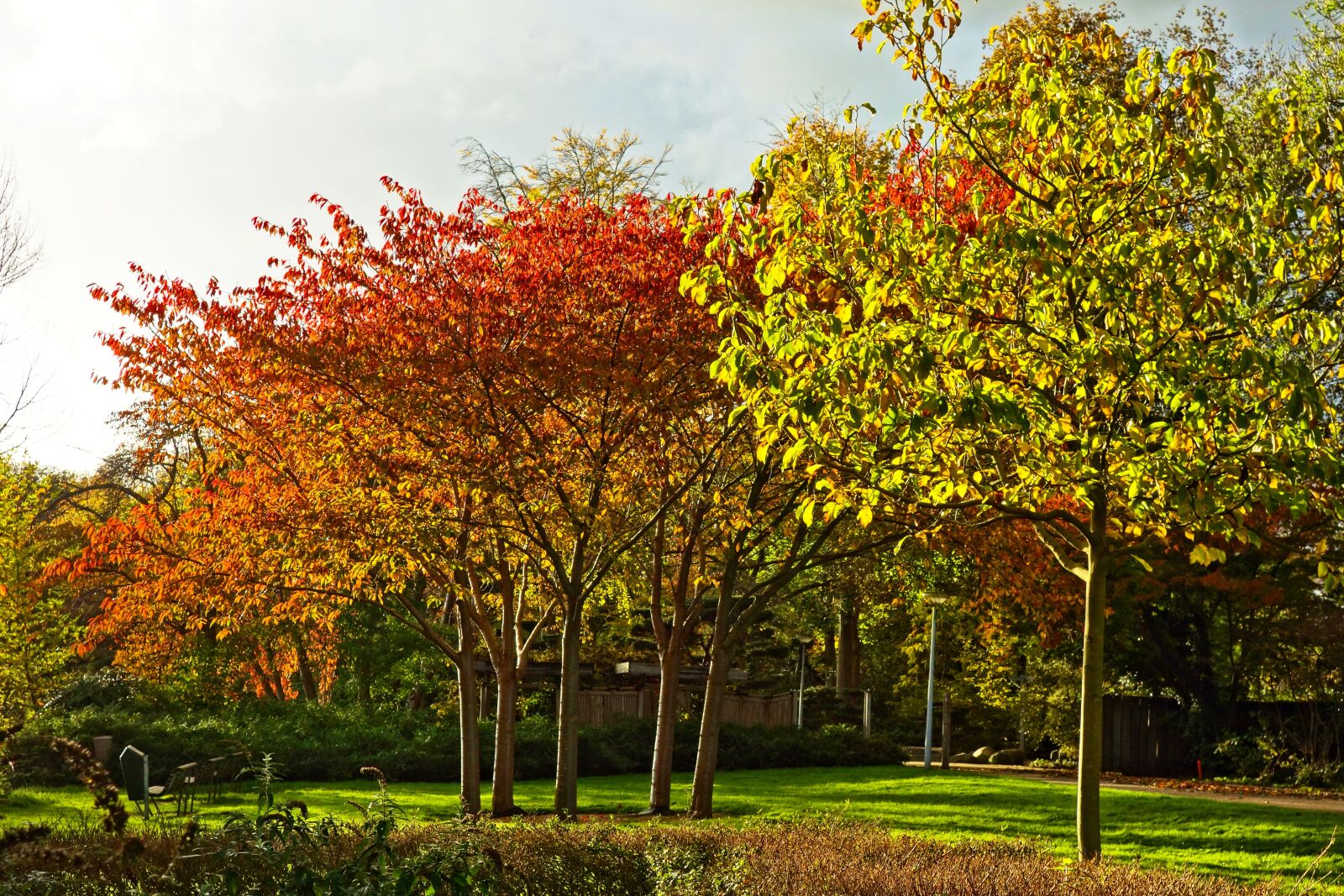 Sony Cyber-shot DSC-RX100 sample photo. Trees, autumn trees, autumn photography