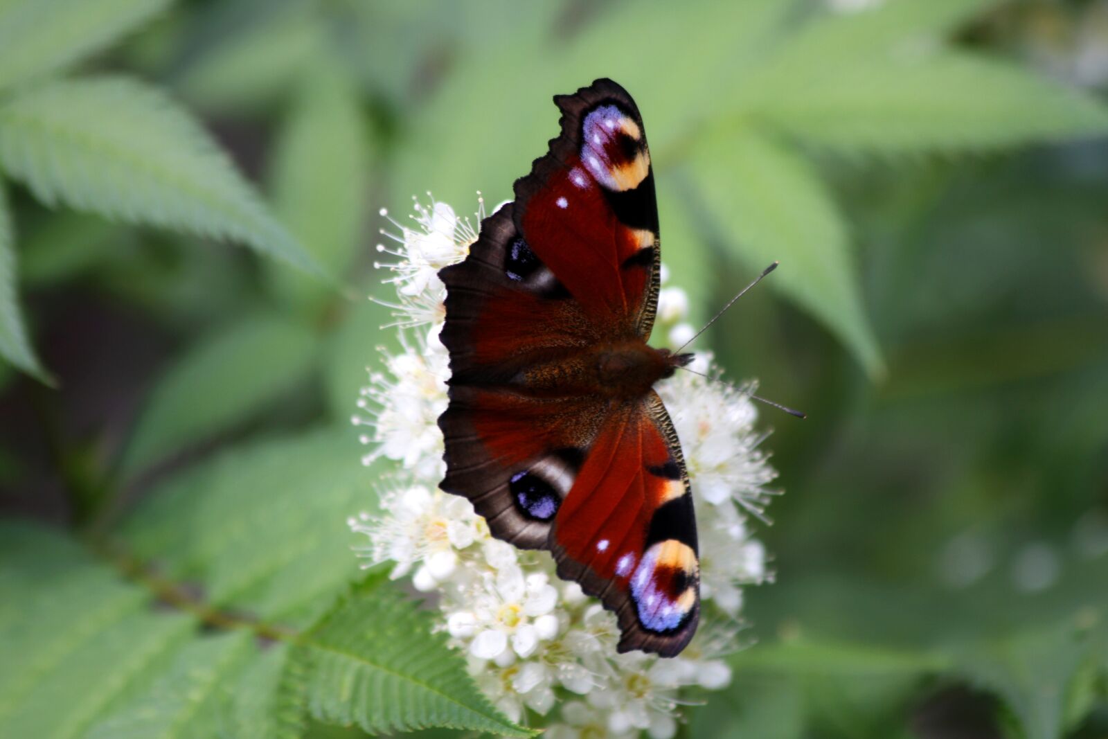 Canon EOS 40D sample photo. Peacock butterfly, butterfly, insect photography