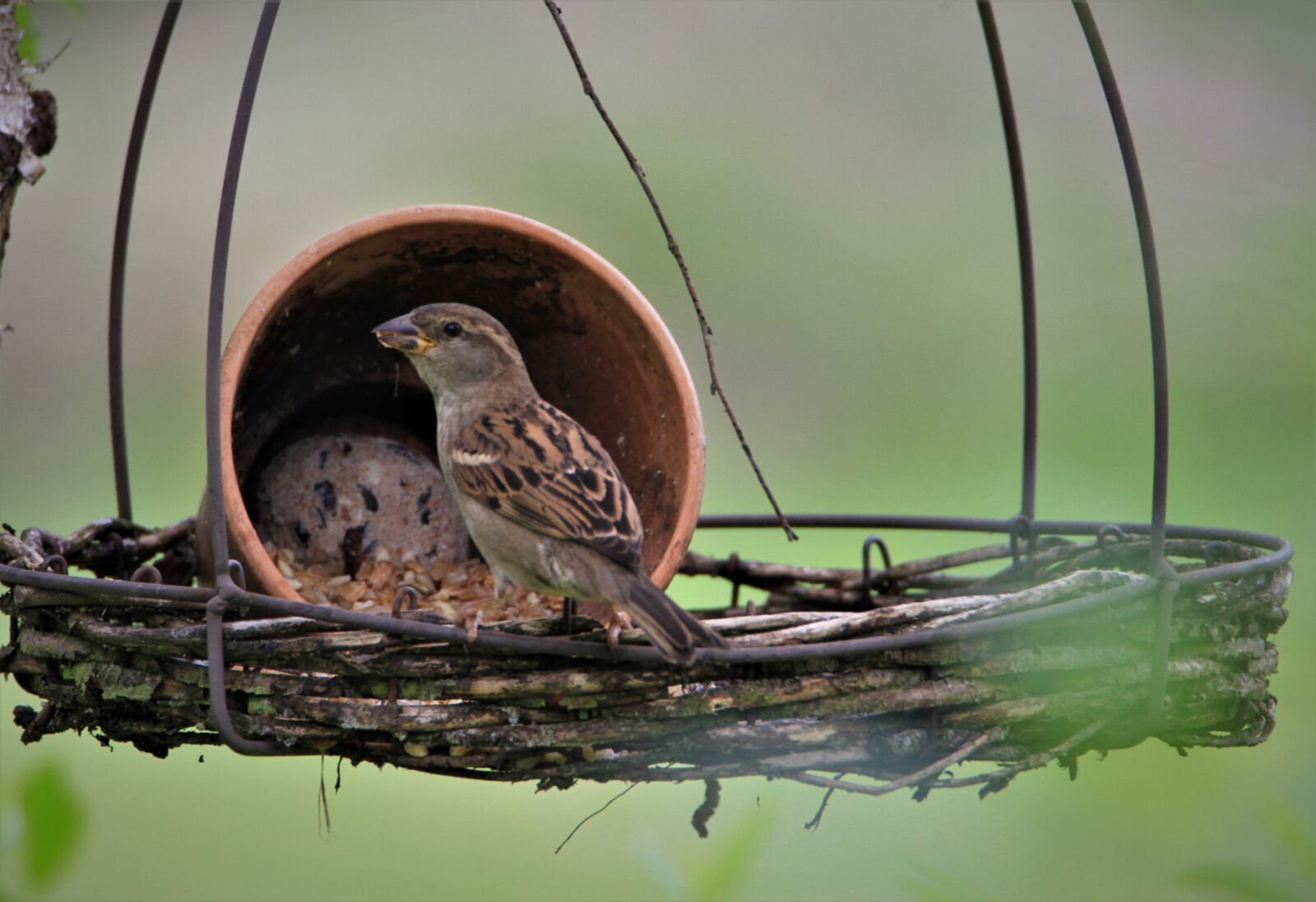 Tamron SP 150-600mm F5-6.3 Di VC USD sample photo. Sparrow, bird, songbird photography