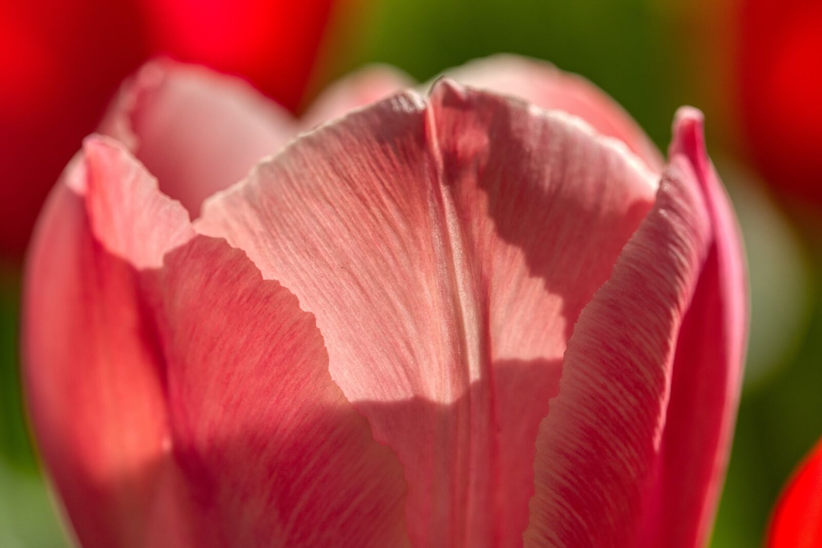 Nikon D750 sample photo. Tulip, flower, blossom photography