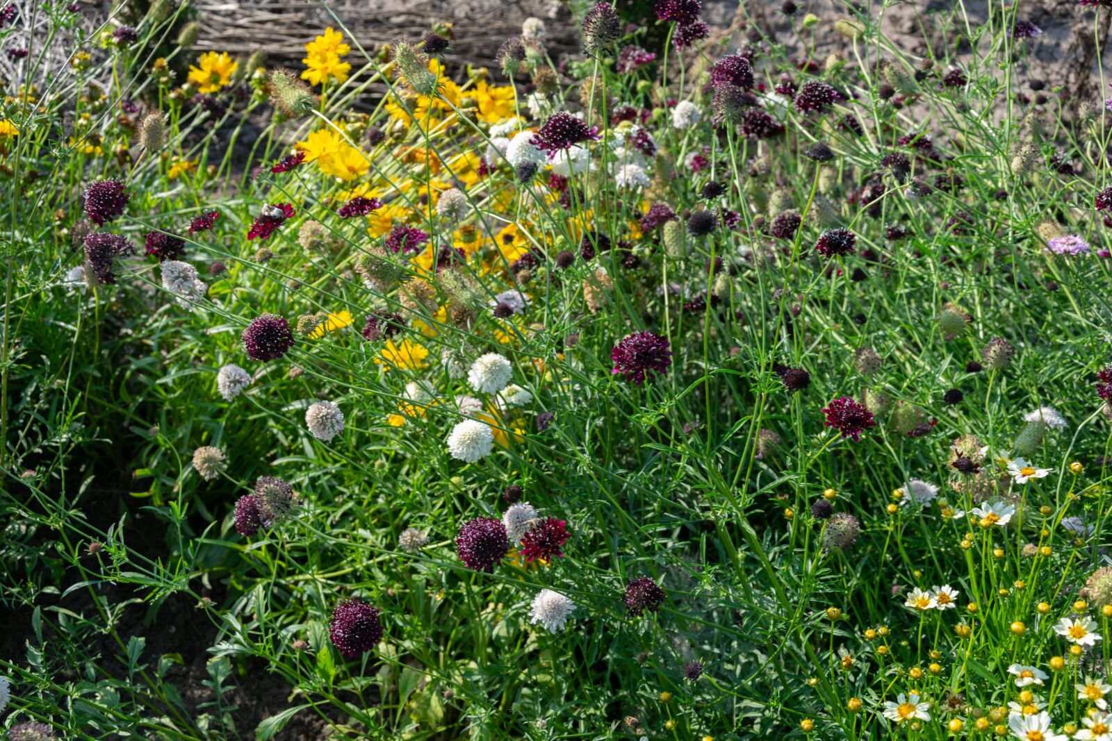 Nikon D3300 sample photo. Flower, garden, flowers photography