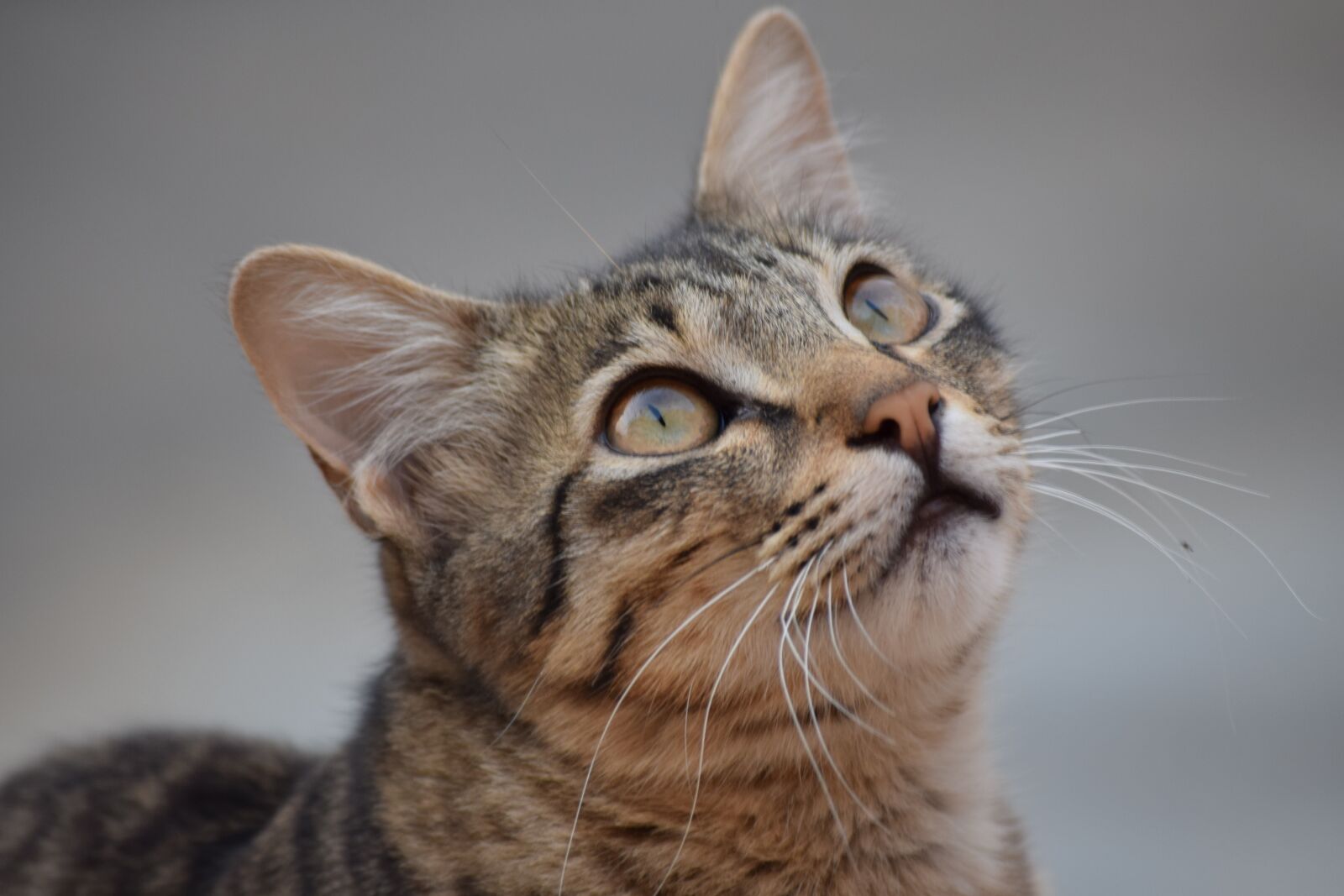 Nikon D3300 sample photo. Bangalore, begging, food photography