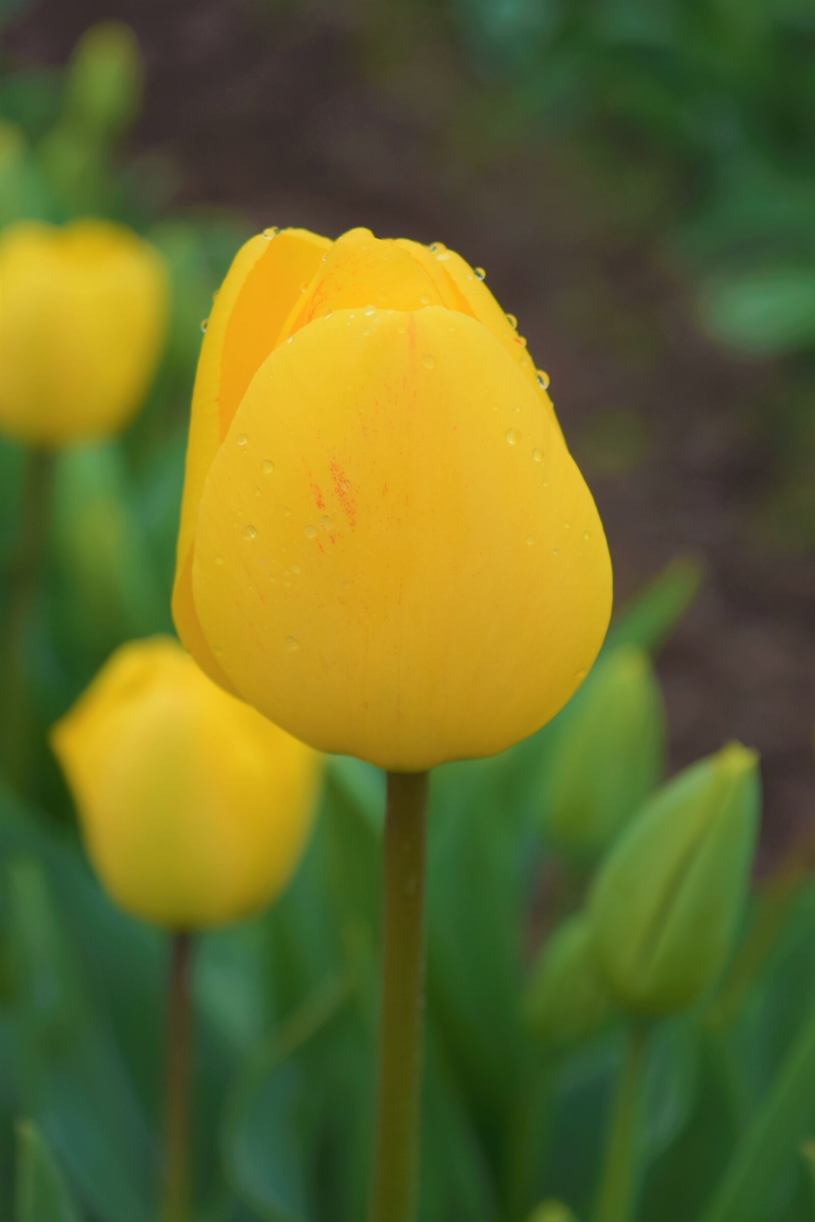 Nikon D3300 sample photo. Yellow, tulip, flowers photography