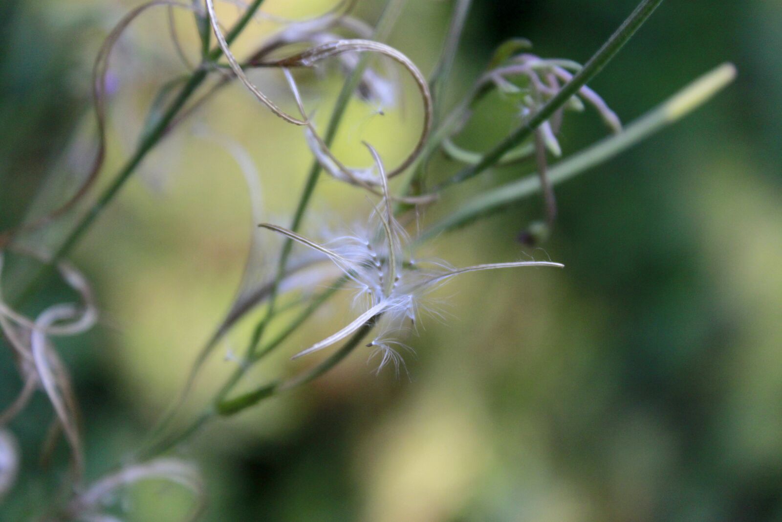 Canon EOS 500D (EOS Rebel T1i / EOS Kiss X3) sample photo. Wild flower, blossom, bloom photography