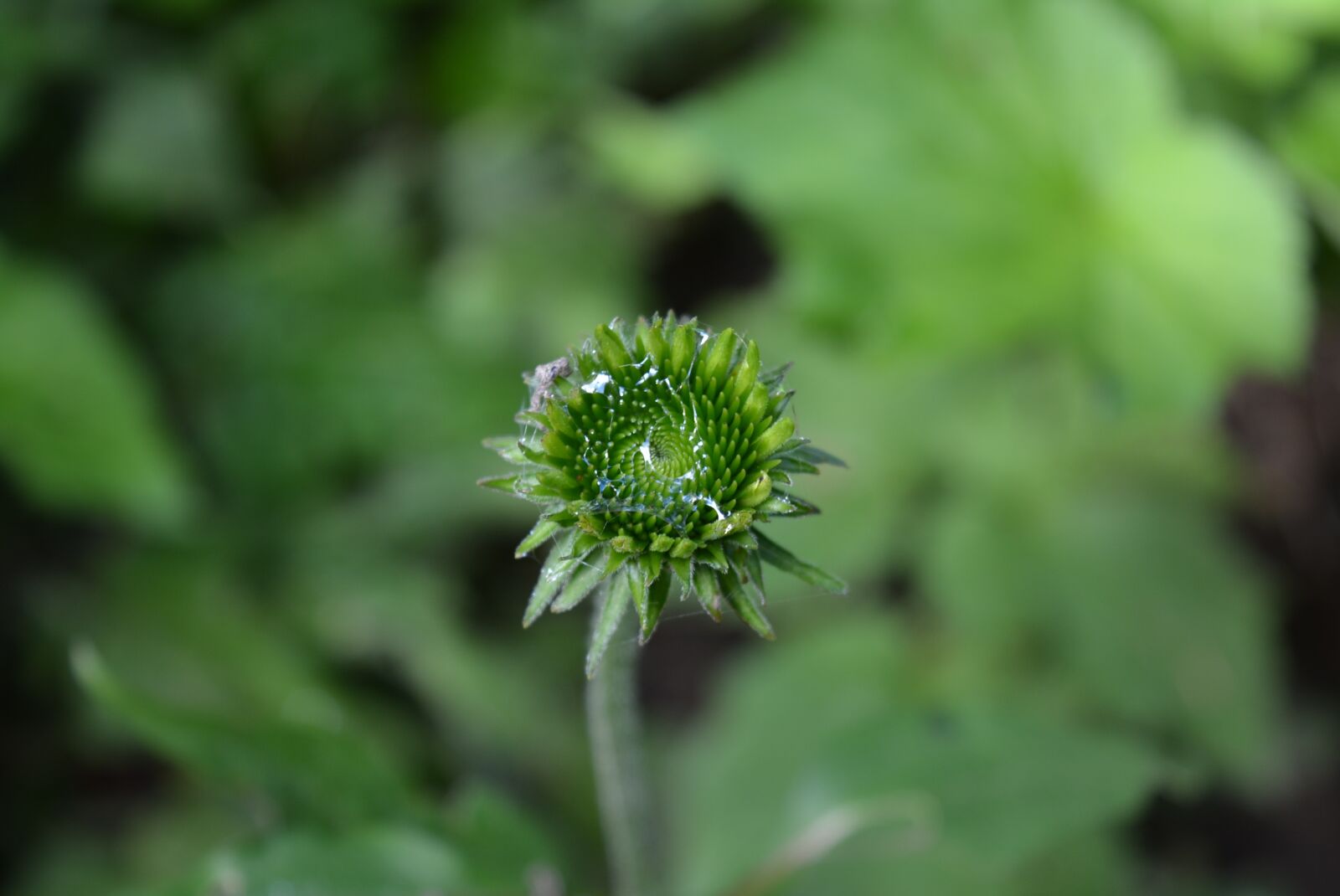 Nikon D5200 sample photo. Bud, moist, wet photography