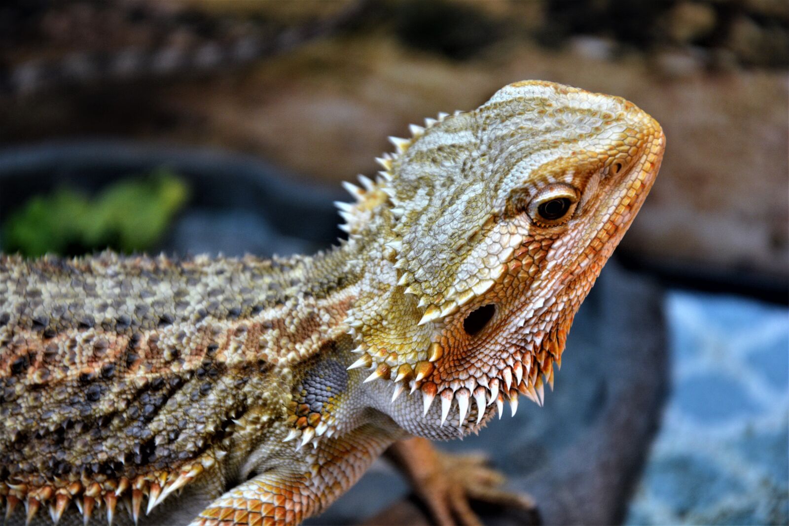 Nikon D7100 sample photo. Bearded dragon, lizard, sharp photography
