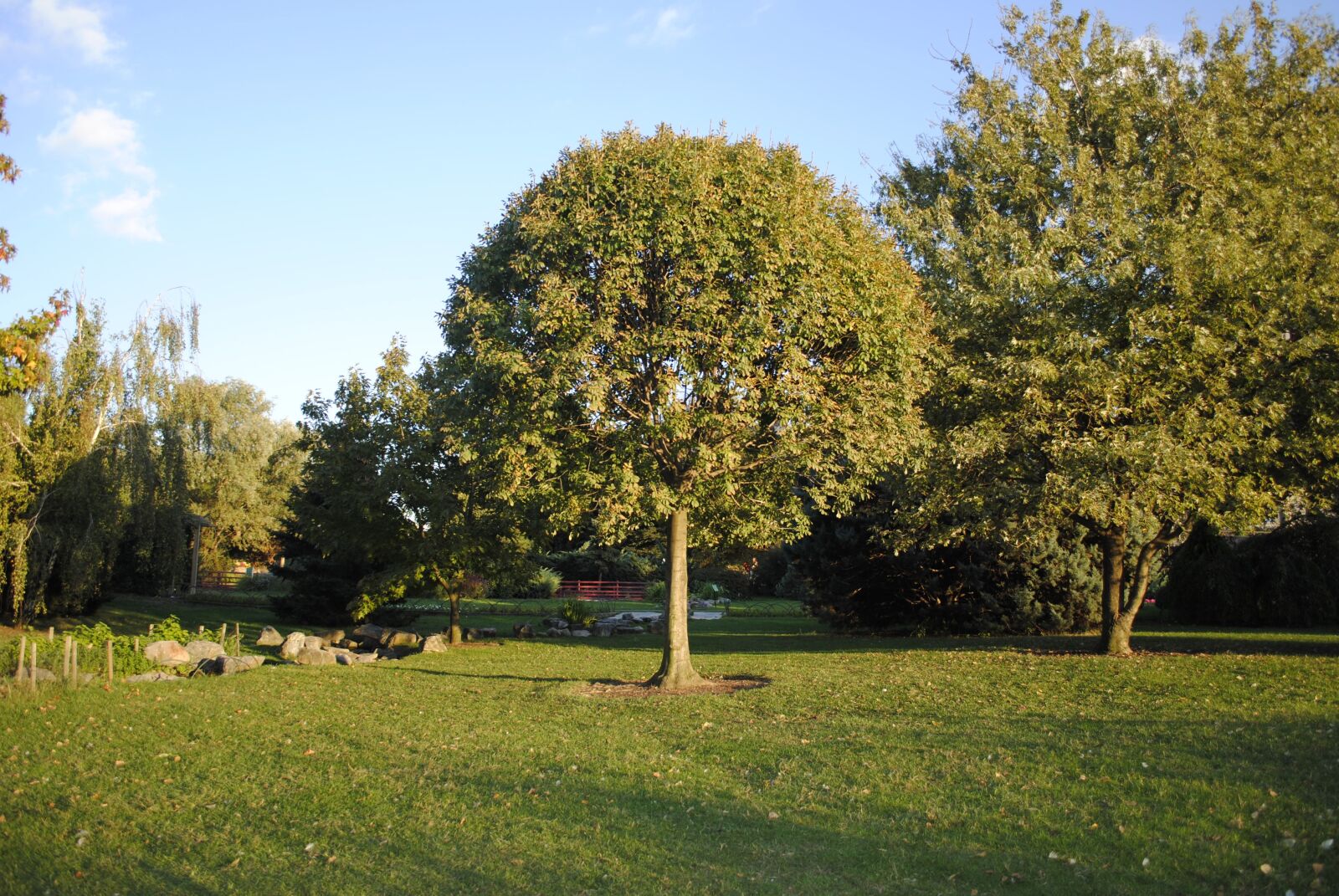 Nikon D3000 sample photo. Nature, tree, peace photography