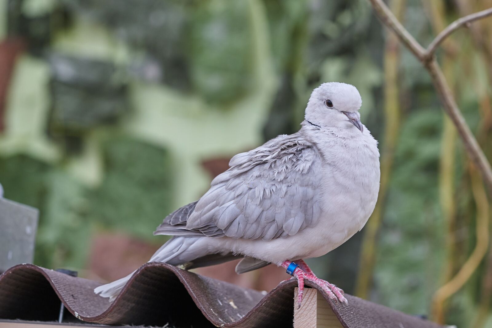 Sony FE 90mm F2.8 Macro G OSS sample photo. Dove, bird, feather photography