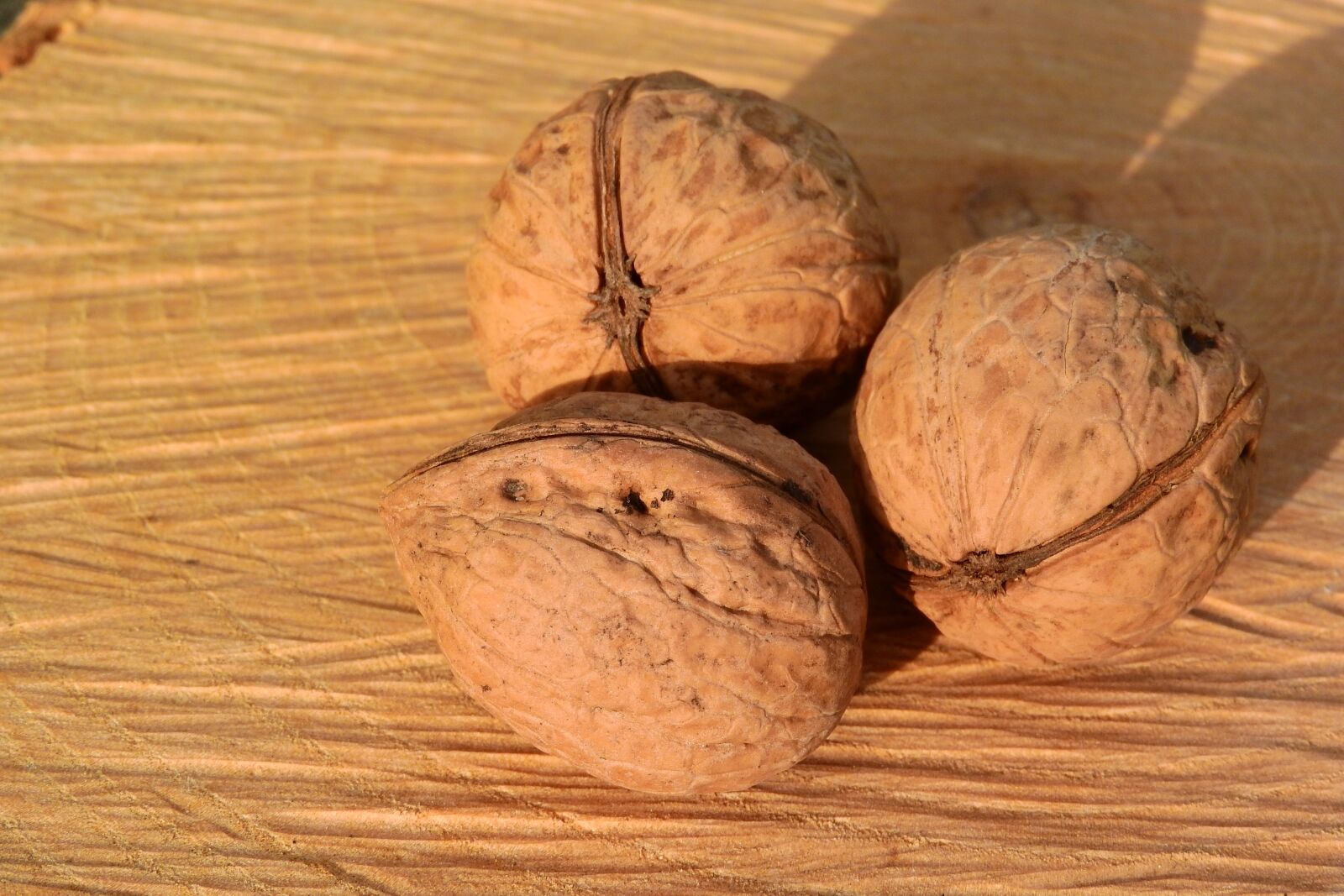 Nikon Coolpix P610 sample photo. Nuts, walnuts, shell photography