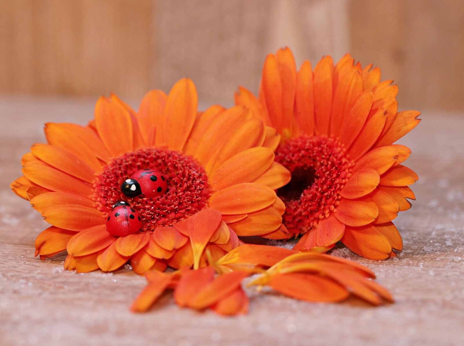 Canon EOS 80D sample photo. Gerberas, ladybug, lucky ladybug photography