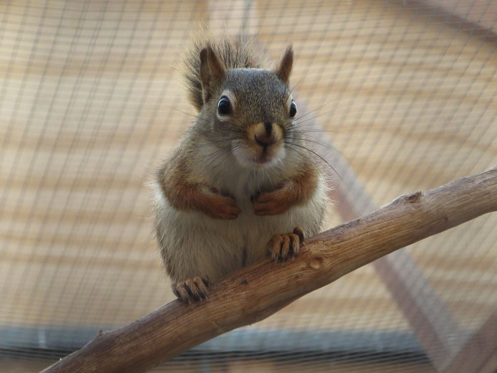 Canon PowerShot SX610 HS sample photo. Squirrel, red, rodent photography