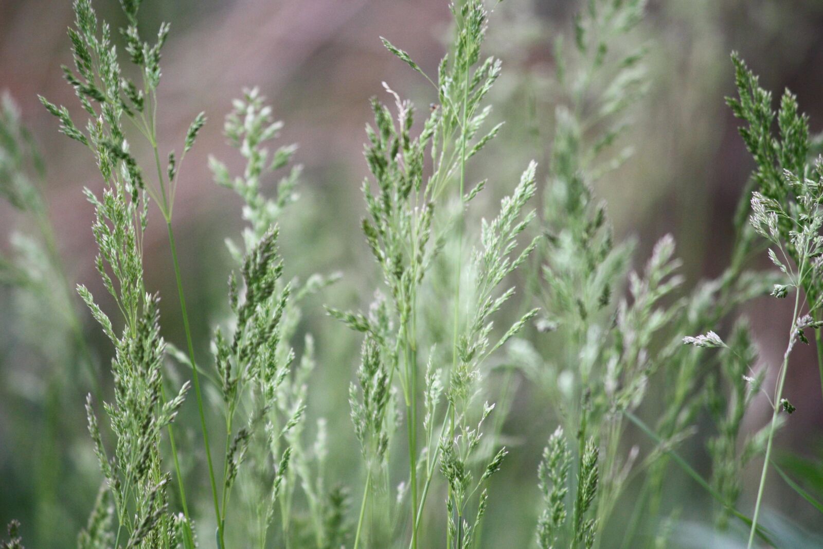 Canon EOS 1000D (EOS Digital Rebel XS / EOS Kiss F) + f/4-5.6 IS II sample photo. Tall grass, spring, green photography