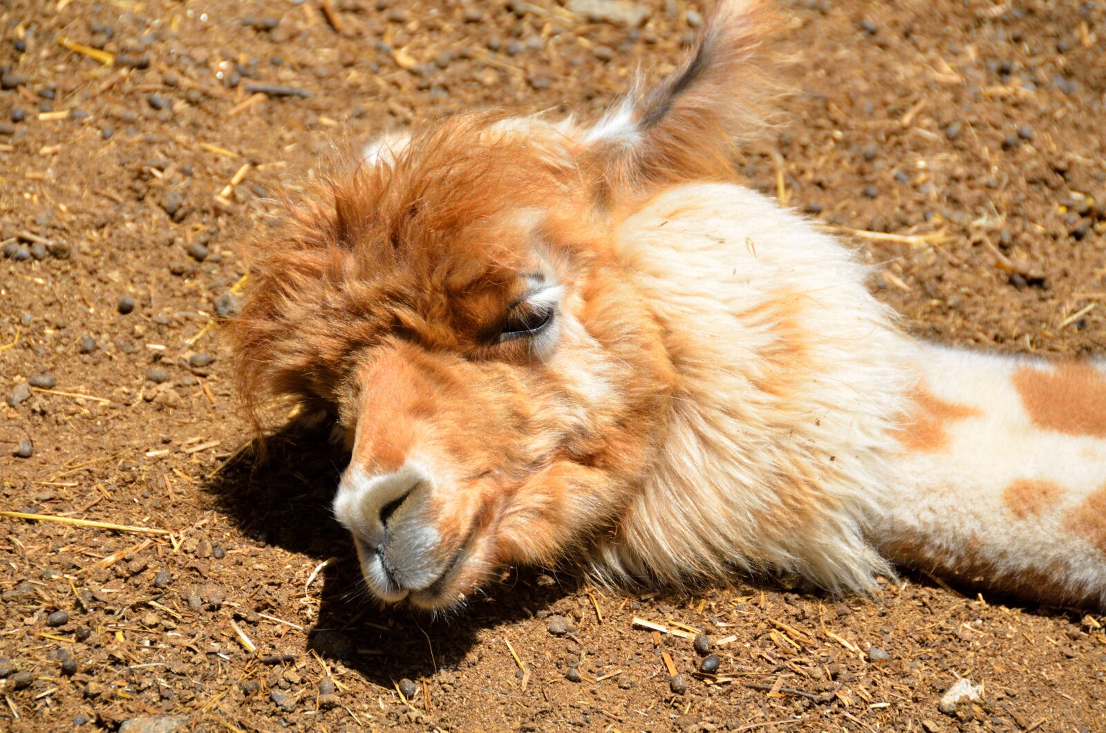 Nikon D7000 sample photo. Alpaca, sleeping, cute photography