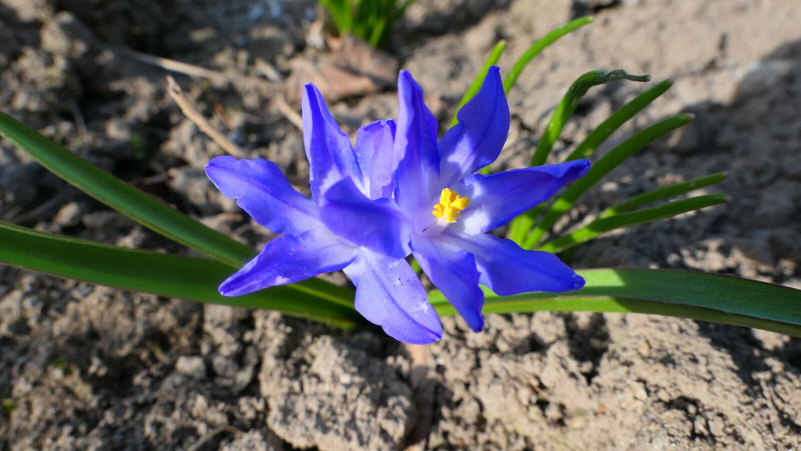 Panasonic Lumix DMC-LX10 (Lumix DMC-LX15) sample photo. Flowers, blue, spring photography