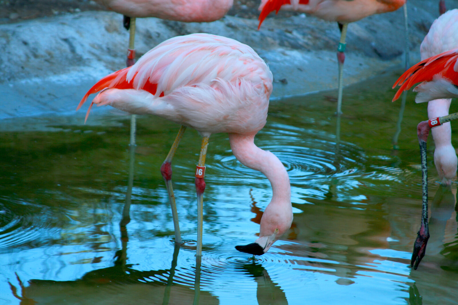 Canon EOS 400D (EOS Digital Rebel XTi / EOS Kiss Digital X) sample photo. Aviary, birds, flamingo, flamingos photography