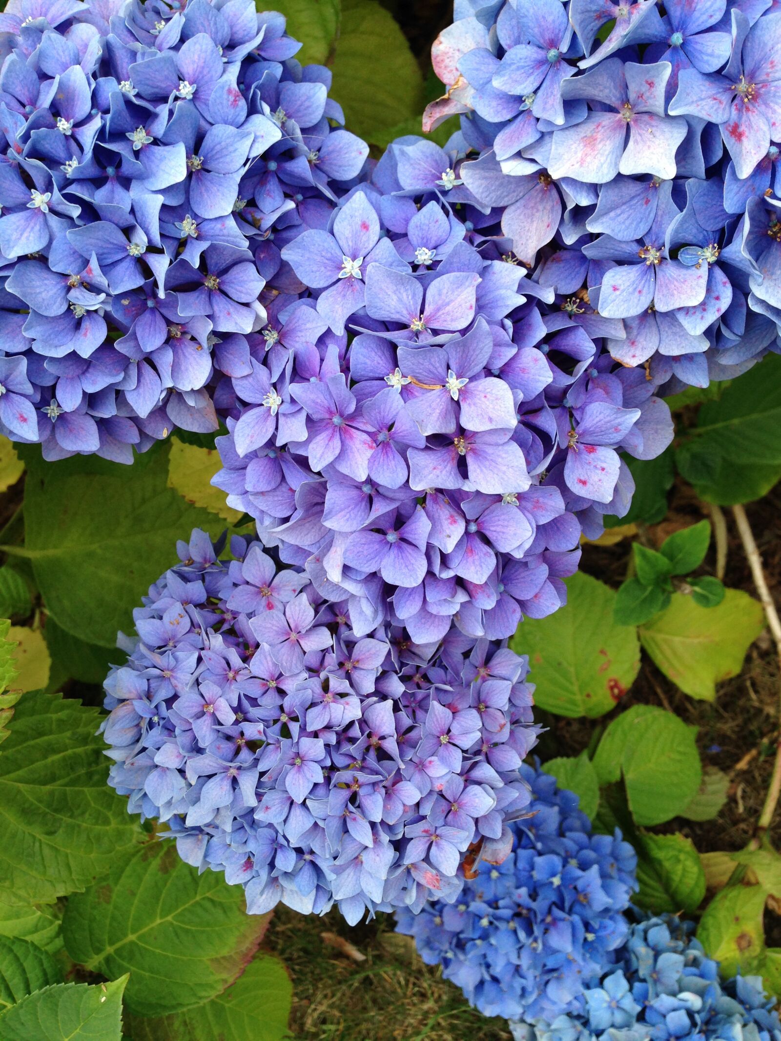 iPhone 5c back camera 4.12mm f/2.4 sample photo. Hydrangeas, flowers, nature photography