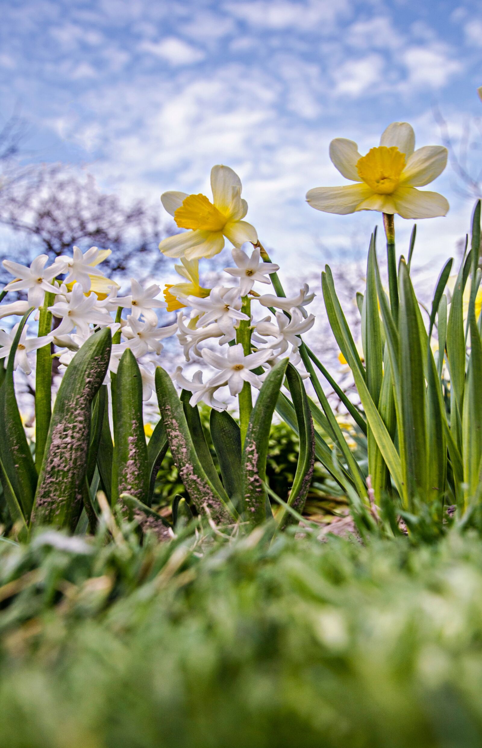 Nikon D7100 sample photo. Nature, flower, plant photography