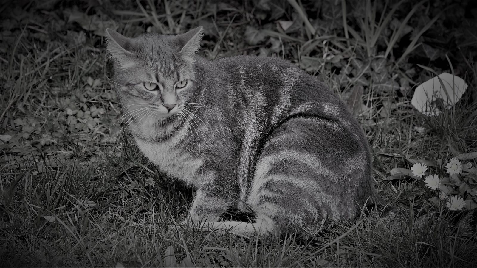 Sony Cyber-shot DSC-RX10 III sample photo. Cat, animal, kitten photography
