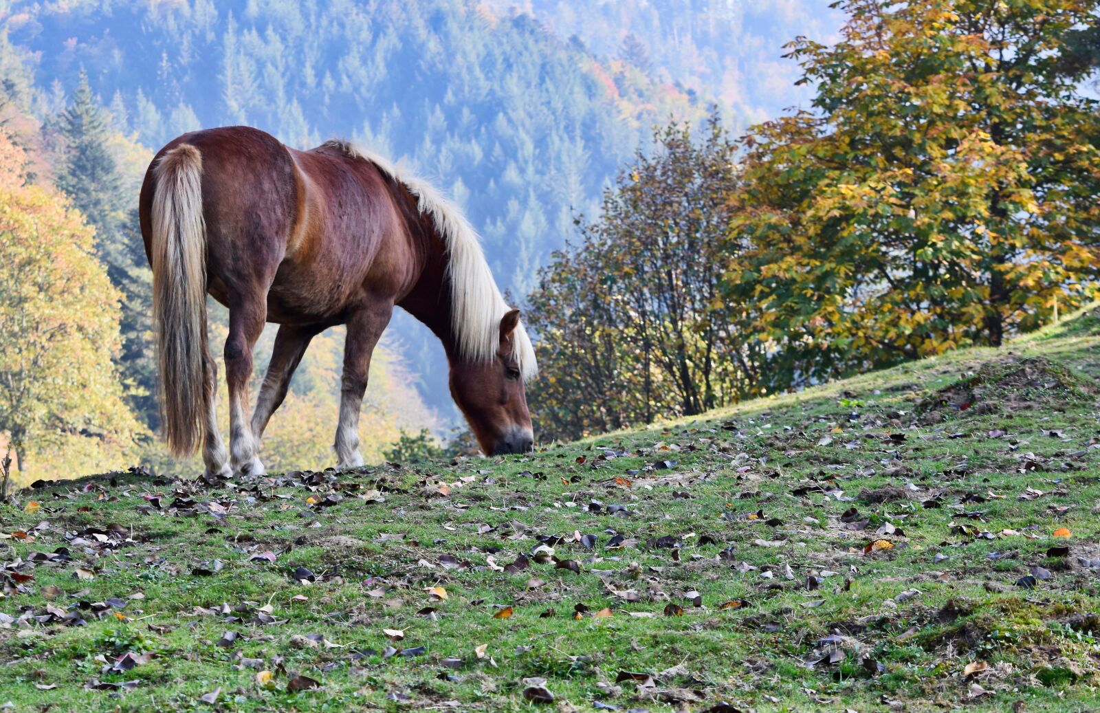 Nikon D5300 sample photo. Haflinger, horse, meadow photography