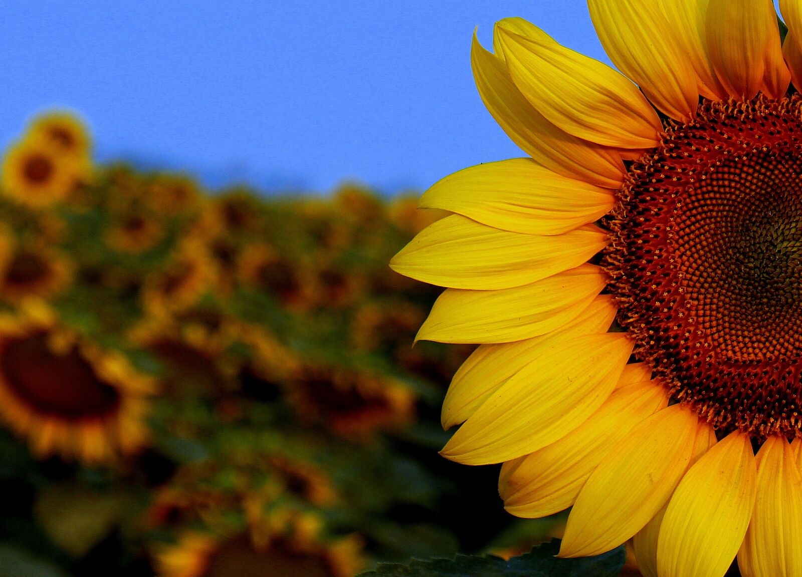 Canon EOS M sample photo. Sunflower, sun, sunset photography