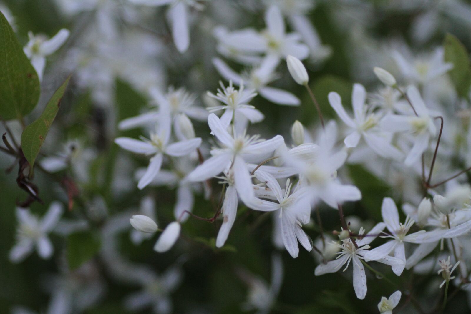 Canon EOS 7D sample photo. Flower, nature, plant photography