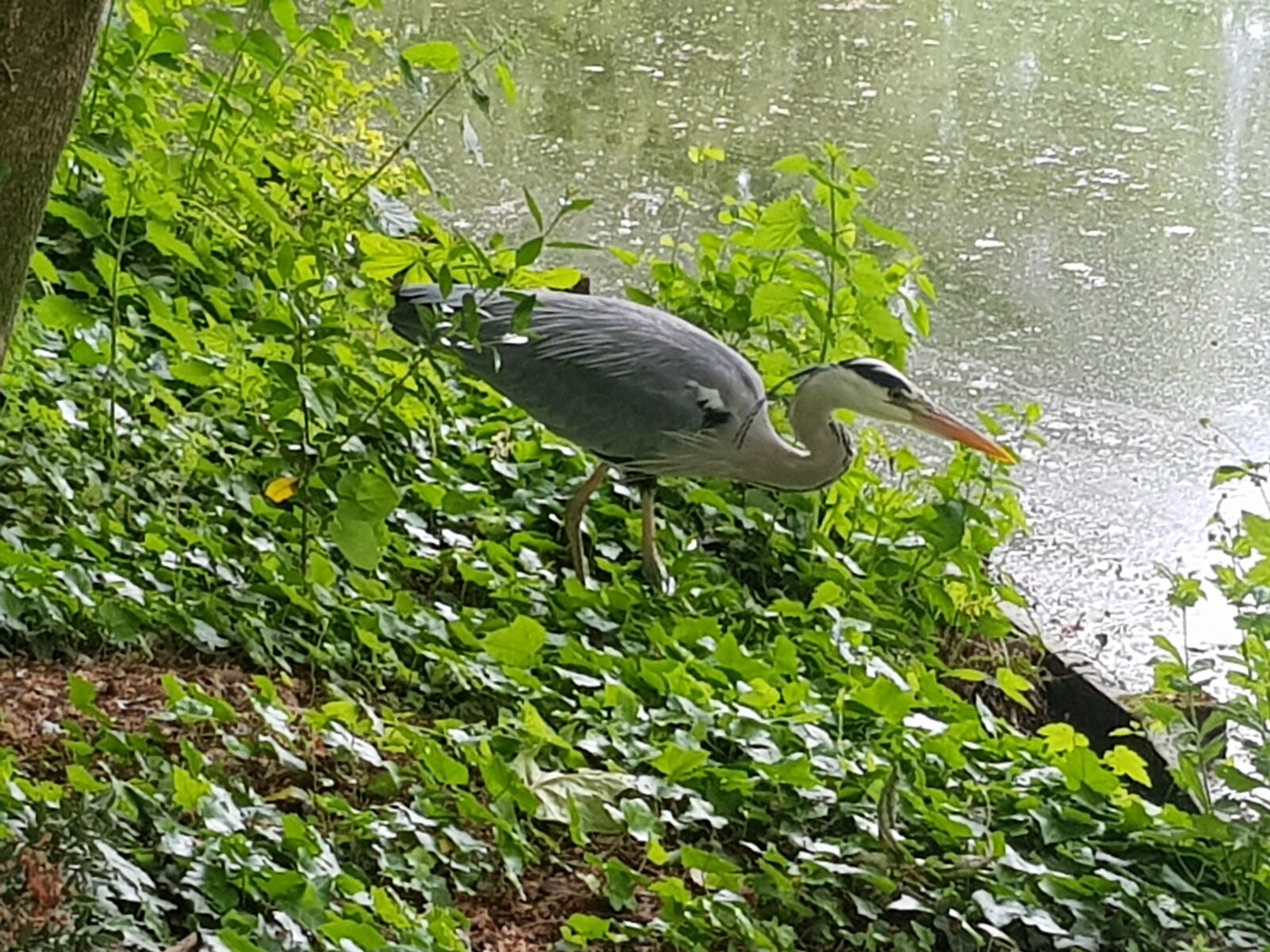Samsung Galaxy S8 sample photo. Animals, grey, heron wild photography
