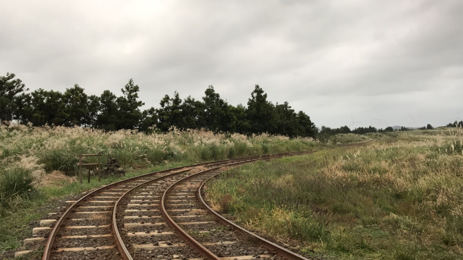Apple iPhone 7 sample photo. The railroad line, reed photography