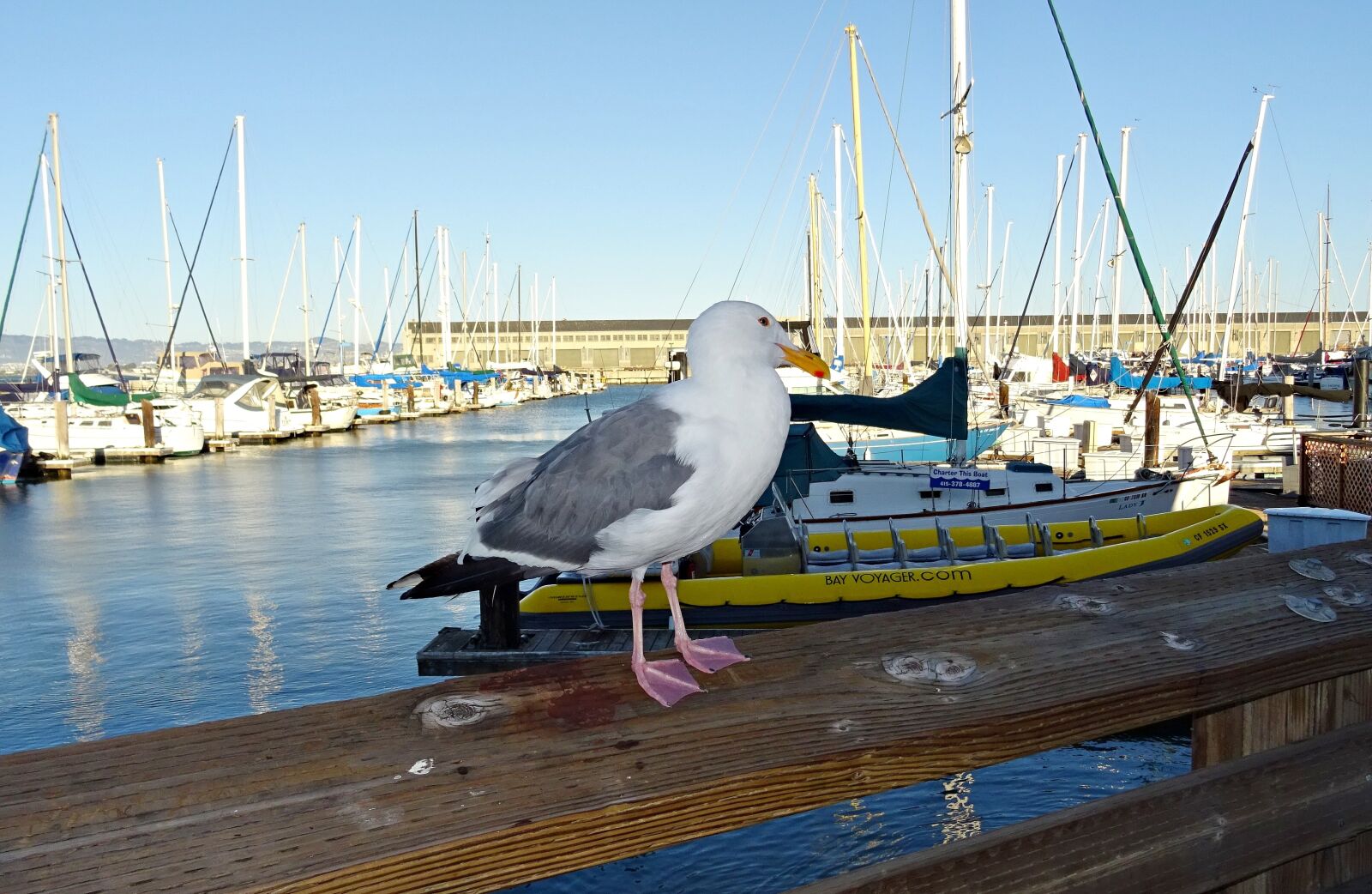 Sony DSC-HX60V sample photo. Herring gull, american, larus photography